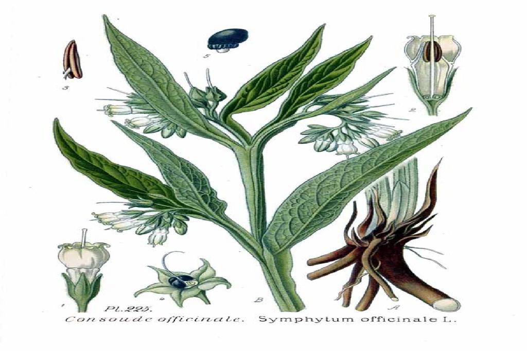 SAFLAX Garden in the Bag - Окопник - 15 семян - С субстратом в подходящем стоячем пакете - Symphytum officinale