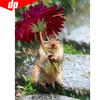 Diamond Painting Squirrel Full Round Diamond Mosaic Animal Diamond Embroidery Cross Stitch
