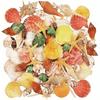 Sea Shells Mixed Beach Seashells 9 Kinds 1.2"-3.5 "Various Sizes Natural Seashells and 2 Kinds of Natural Starfish