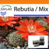 Garden in the Bag - Ребутия - 40 семян - С субстратом в подходящем пакете-стойке - Ребутия Микс