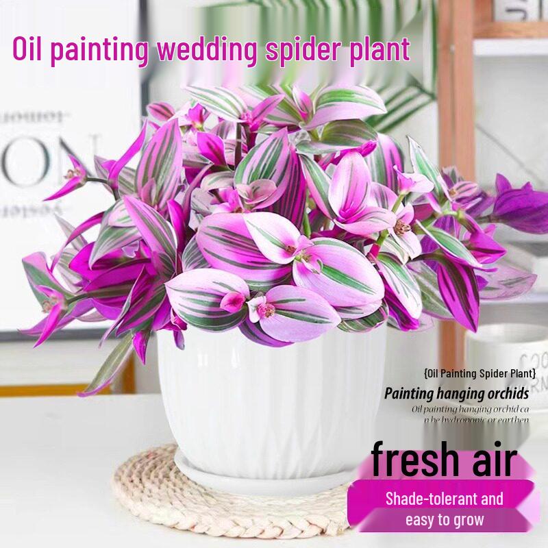 Wedding Lily of the Valley Rouge Cloud Succulents: Indoor Office Flowers & Desktop Green Plants
