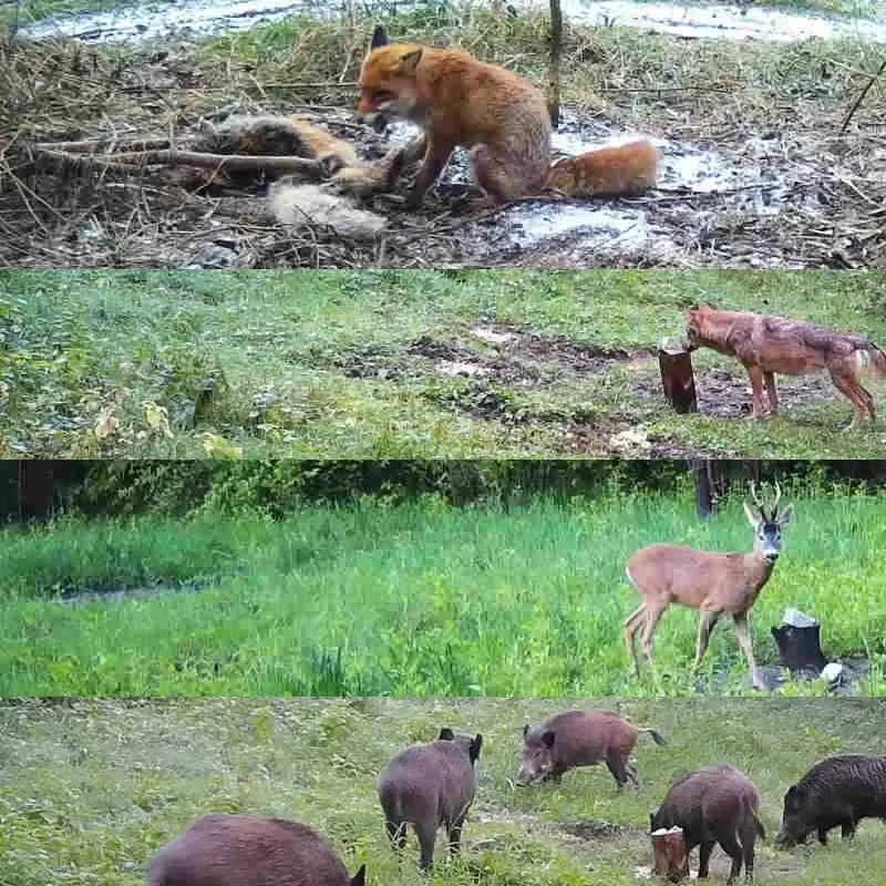 Уличная камера слежения 36 Мп 2k 120 дальность обнаружения IP66 водонепроницаемая без свечения ночное видение мониторинг дикой природы ловушка игровая камера