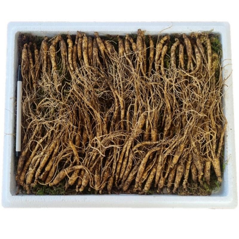 100 корней 4-5-летнего дикого женьшеня из Хвенсона, провинция Канвондо*775iS