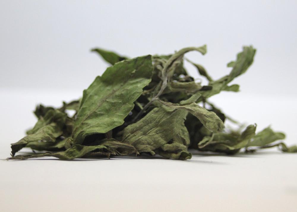 SAFLAX Garden in the Bag - Sweet Leaf of Paraguay - 100 семян - С субстратом в подходящем пакете - Stevia rebaudiana