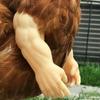 Funny Fighting Chicken Arms Toys Giant Arm Artificial Chicken Forelimb Toy Novelty Hulk Arms Wearing Muscle Arm Halloween