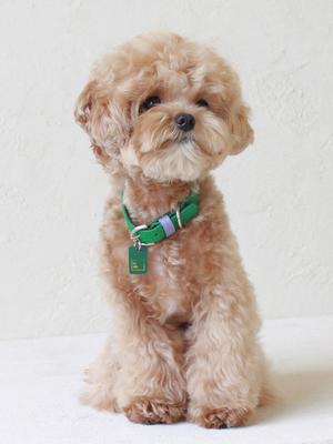 Собаки – Ошейники и поводки для собак