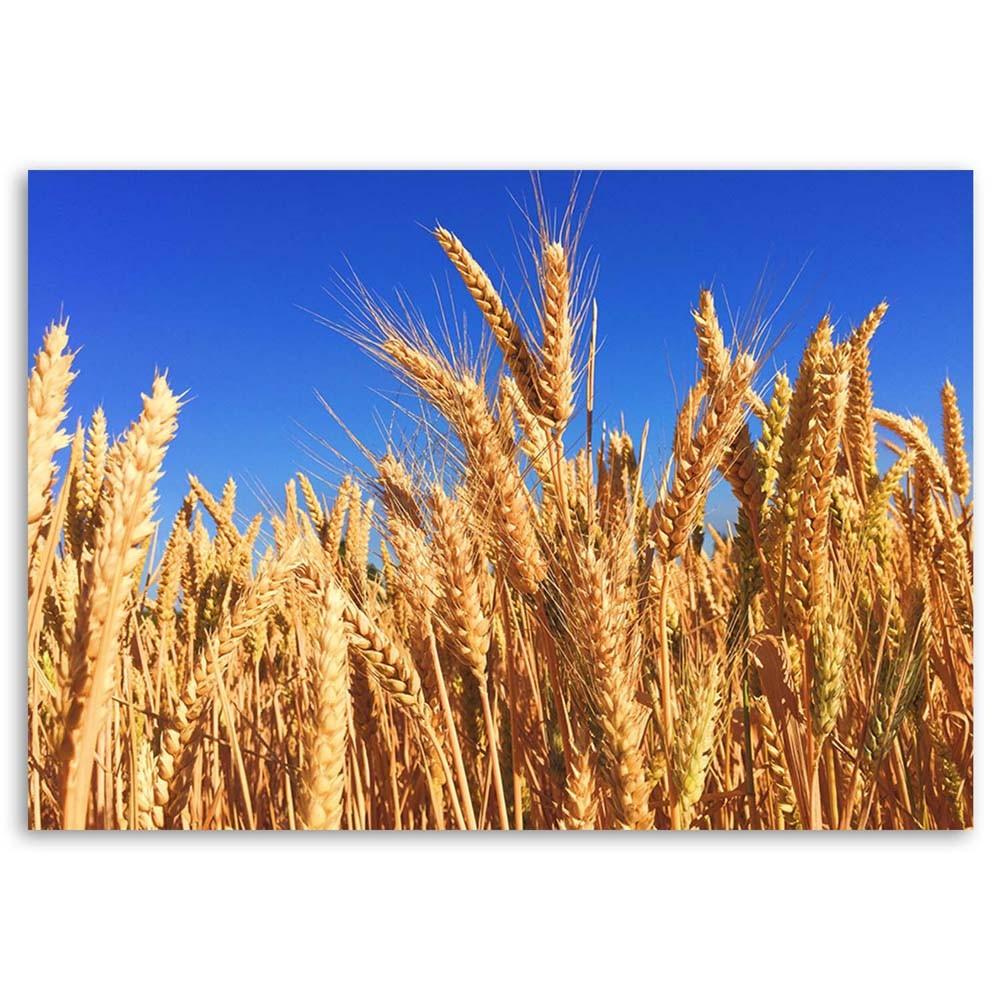 Печать на холсте Ear Harvest Nature Gold