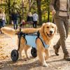 Adjustable Dog Wheelchair Comfortable Rehabilitation Walking Assistant  Pets Rehabilitation