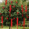 Chinese Style Red Ball Lantern String Fu Character Door Lantern Pendant  Wedding