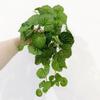 Home Decoration Artificial Begonia Leaves Green Plant Wall Creative Lifelike Plants Garland