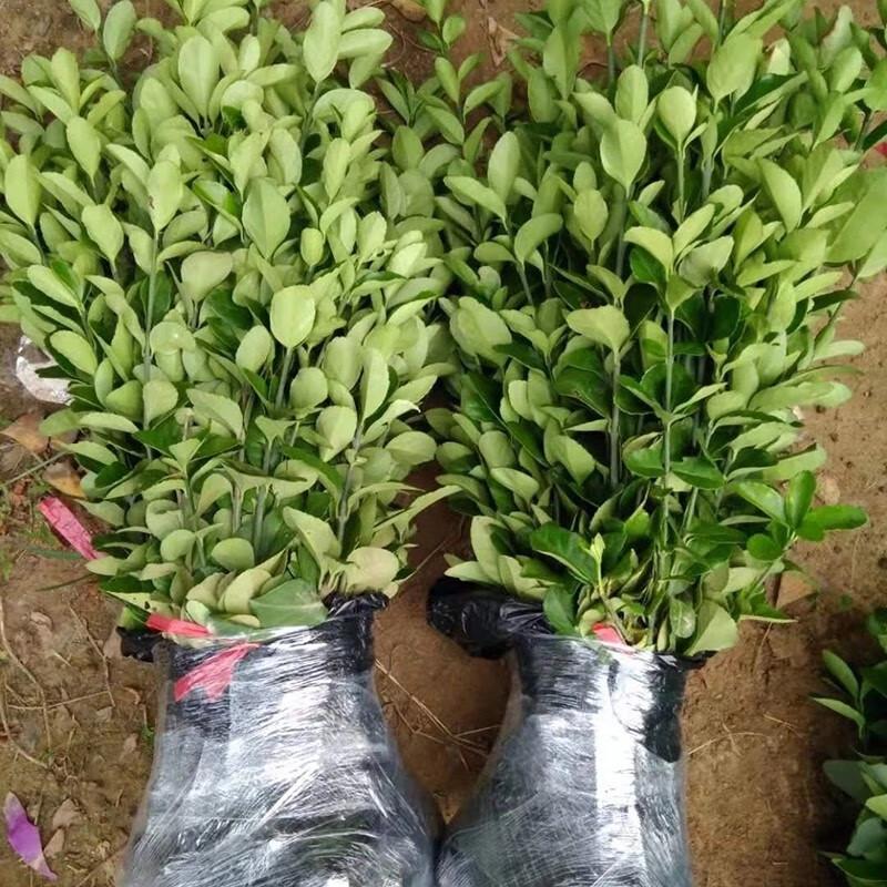 Cold-Hardy Evergreen Holly Saplings
