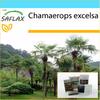 Gift Set - Chinese Windmill Palm - 10 Seeds - With Gift Box, Card, Label and Potting Substrate - Chamaerops Excelsa