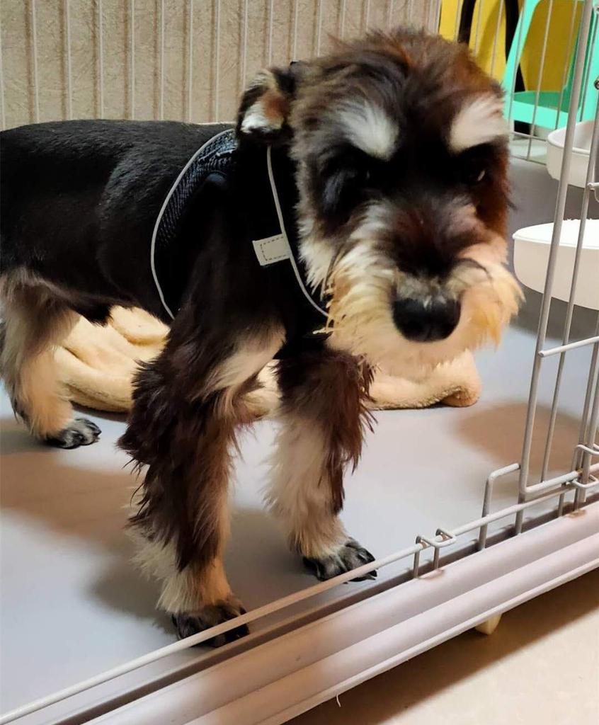 ASMPET Dog Harness and Leash for Small Dogs and Adjustable Collar and Night No Size 3XS Puppies, Breathable, Harness, Anti-Pulling, Comfortable, Soft,