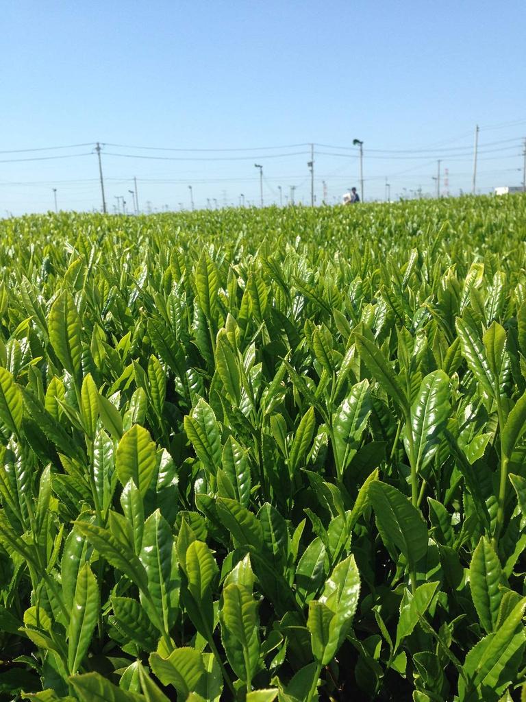 Akahori Shoten Uji Matcha Deep-Steamed First-Call Tea Bags, 2g x 32 bags x 3 bags