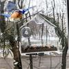 НОВАЯ кормушка для птиц оконного типа, многоразовый поддон, водонепроницаемый прозрачный контейнер для корма для белок, установка на присосках для улицы
