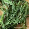 1.5m Realistic Norfolk Pine & Cypress Vine Christmas Decoration