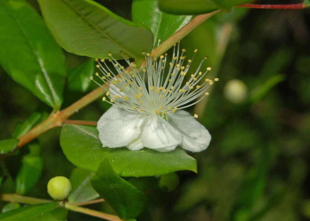 SAFLAX Мирт настоящий - 30 семян - Myrtus communis