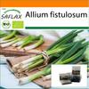 Garden In the Bag - Organic - Salad Onion - Japanese Ishikura - 150 Seeds - With Substrate In a Fitting Stand Up Bag - Allium Fistulosum