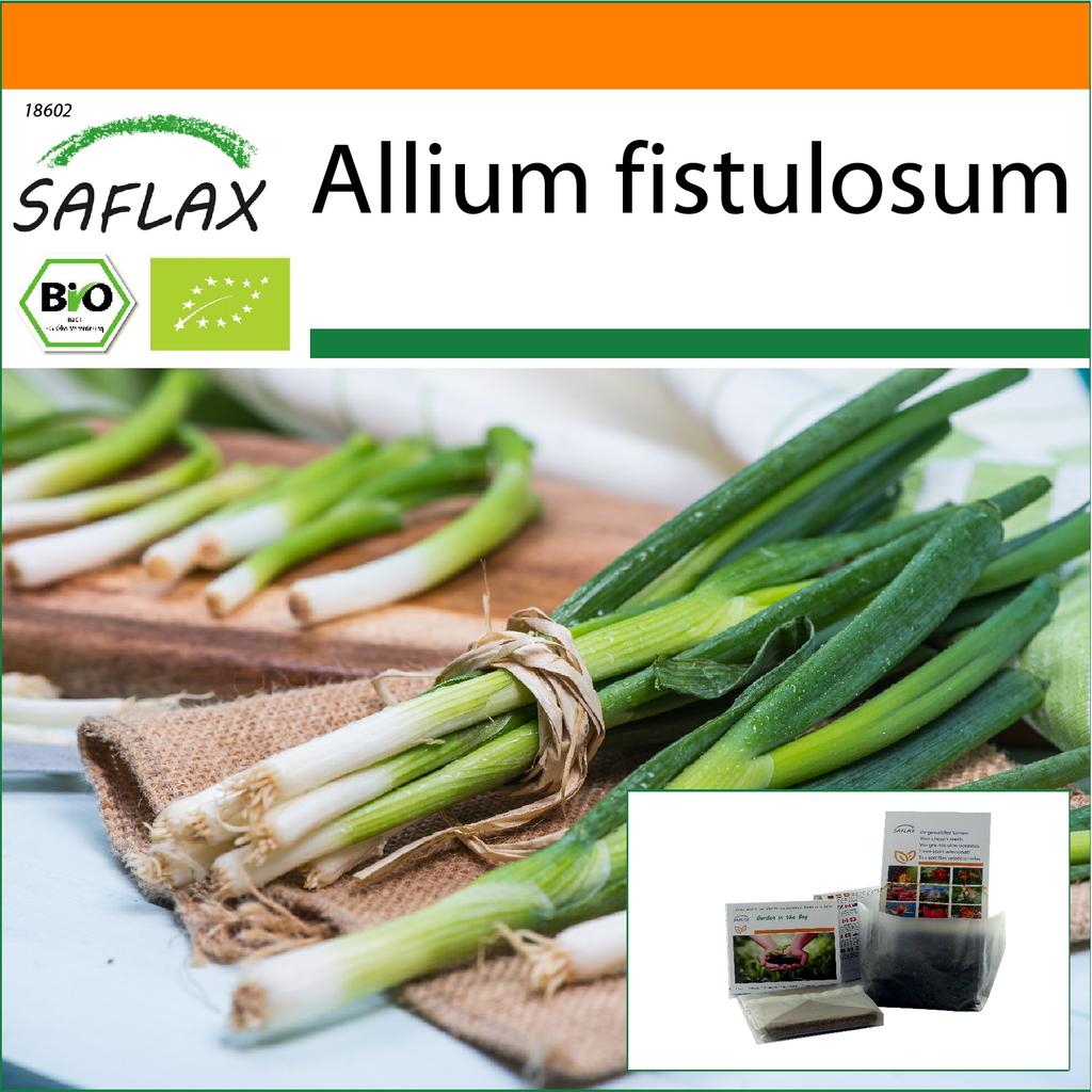 SAFLAX Garden In the Bag - Organic - Salad Onion - Japanese Ishikura - 150 Seeds - With Substrate In a Fitting Stand Up Bag - Allium Fistulosum