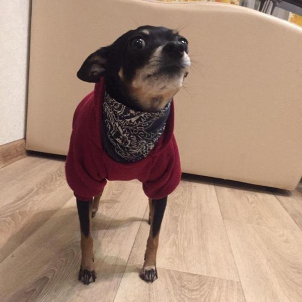 Одежда для домашних животных, осенне-зимняя толстовка с капюшоном для домашних животных, теплое пальто для собак, хлопковая куртка, спортивная ткань для щенков, морда собаки, одежда для маленьких собак, кошек, одежда для домашних животных, зимнее пальто