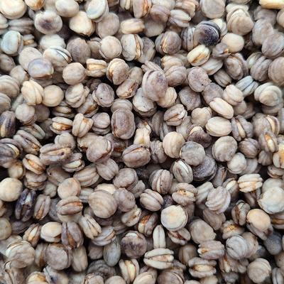 Семена женьшеня Gaegap, семена камфорного женьшеня, дикий женьшень, саженцы дикого женьшеня, 100 г