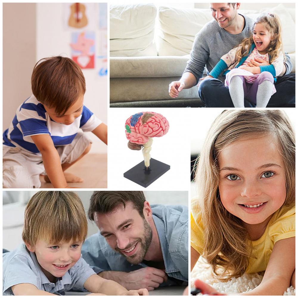 Модель человеческого мозга с подставкой для дисплея, 4D DIY обучающая анатомия, модель человеческого мозга, изучение и исследование функций мозга, инструмент для обучения медицинской анатомии