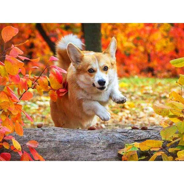 5D DIY Алмазная картина Набор Собака Осенью Искусство Алмазная вышивка Стразы Украшения для дома