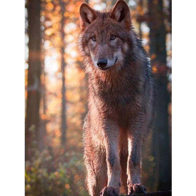 Wolf Icefield Wolf Fashion Diamants Набор для рисования 30x30CM Картина