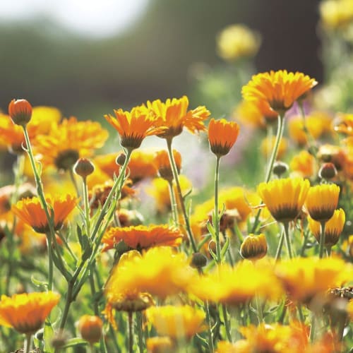 Leaf & Botanics Гель для умывания Календула (Пенка для очищения лица)