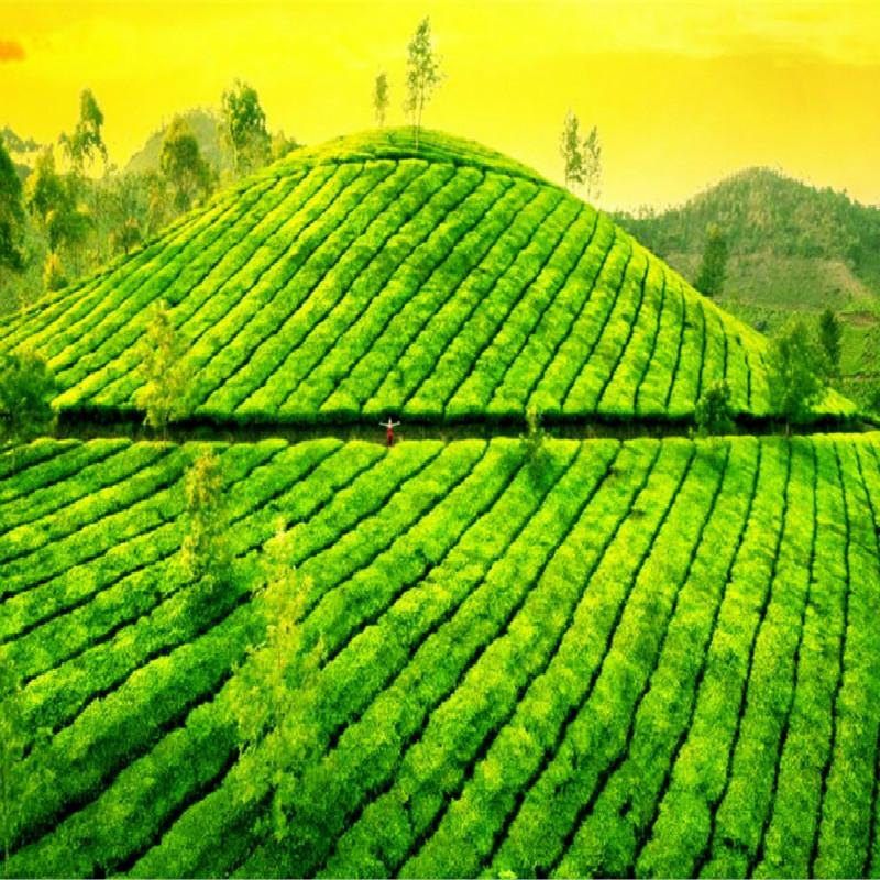 100 г китайского спелого чая Пуэр Юньнань Мини Пуэр Черный чай Органический чай Полезный напиток