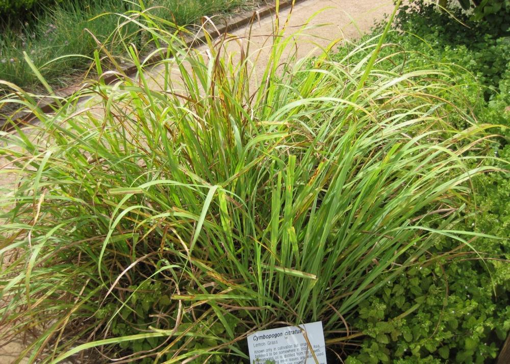 SAFLAX Garden in the Bag - Лемонграсс - 50 семян - С субстратом в подходящем пакете - Cymbopogon flexosus