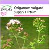 Орегано греческий - 600 семян - Origanum vulgare