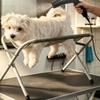 Foldable Pet Bathing Stand for Small Medium Dogs Cats Breathable Mesh Anti-Slip Grooming Fixed Rack Table