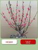 Cold-Resistant Winter Jasmine Bonsai with Old Trunk for Indoor or Balcony Decor - Red & Green All Season