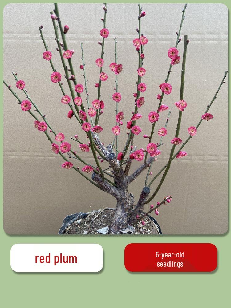 Cold-Resistant Winter Jasmine Bonsai with Old Trunk for Indoor or Balcony Decor - Red & Green All Season