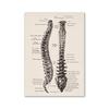 Vintage Human Anatomy Artwork Medical Wall Picture Muscle Skeleton Poster Canvas Art Print Education Hospital Pharmacy Paintings
