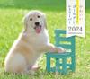 Календарь 2024 года Милый золотистый ретривер (Календарь Seibundo Shinkosha)