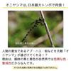 EUHELOPA 2024 Giant Dragonfly Insect Repellent, Almost Lifelike, 1/1 Scale (12cm) Dragonfly with Safety Pin, Strap, and Clip. Mosquito Repellent for I