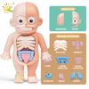 Нетоксичный Детский Монтессори 3D Пазл Модель Анатомии Человеческого Тела Образовательная Обучающая Орган Сборная Игрушка Инструмент Для Обучения Телу Дети