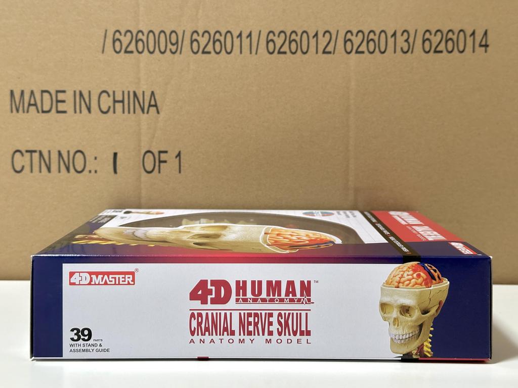 4D Puzzle Human Anatomy Model, Cranial Nerve Skull, 626005, Fame Master, 4D Master Educational Toy, STEM