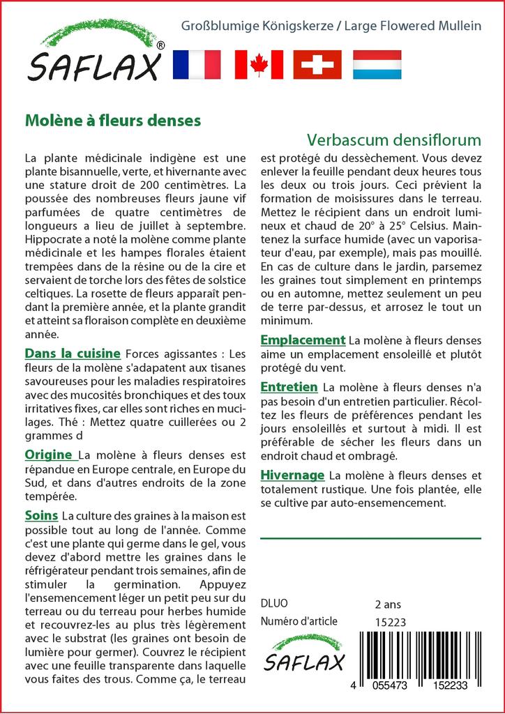 SAFLAX Garden in the Bag - Коровяк крупноцветковый - 500 семян - С субстратом в подходящем мешке - Verbascum densiflorum