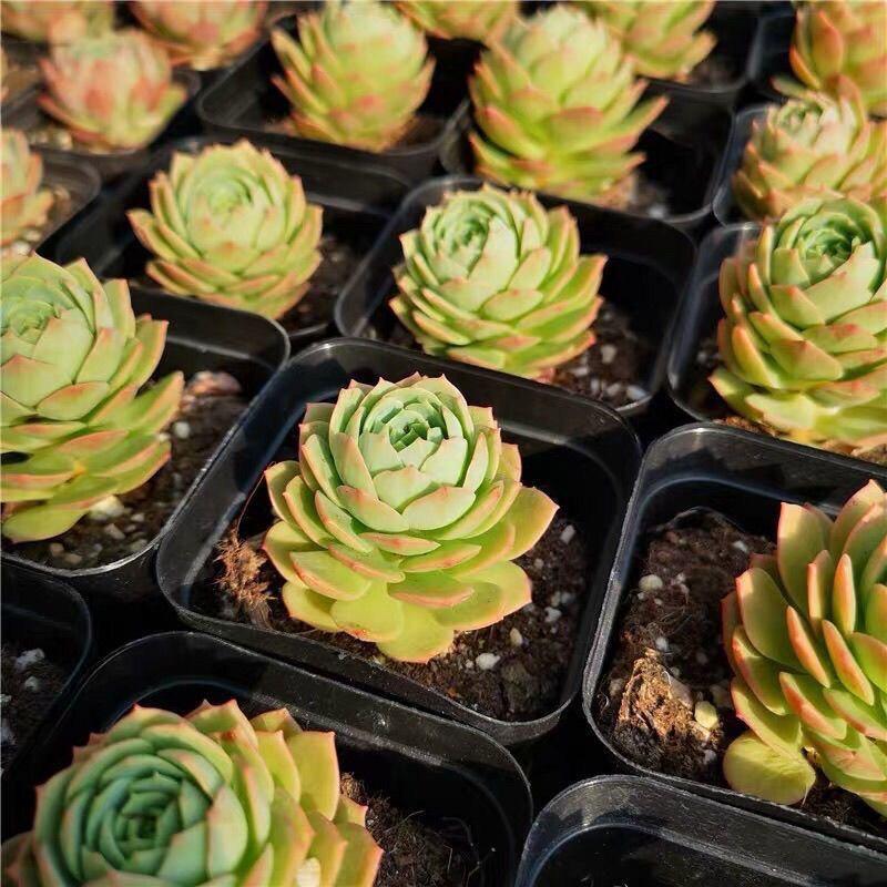 Fragrant Succulent Plant in Pot: Easy-Care Old Branches for Indoor Decor