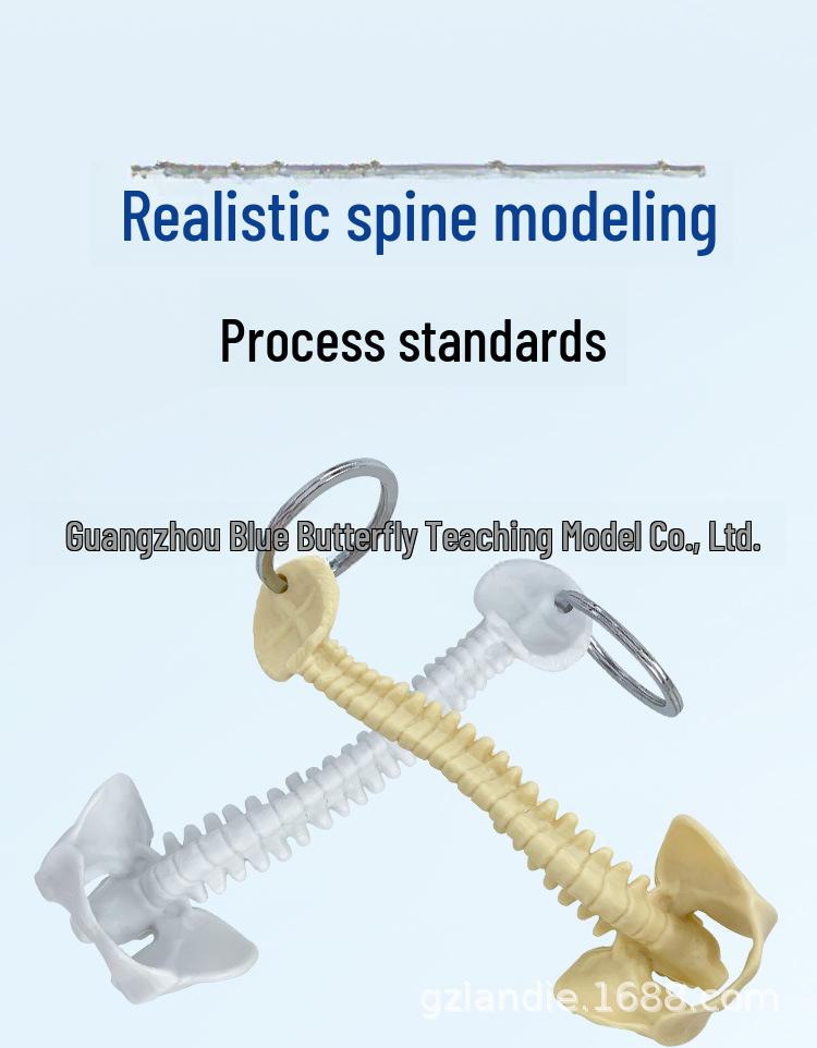 Миниатюрный брелок в виде человеческого позвоночника - модель скелета поясничных позвонков