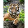 5D DIY алмазная живопись животное горный хрусталь Тигр Алмазная вышивка настенная картина мозаика украшение дома подарок ручной работы комплект