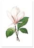 Magnolia Flower Poster Retro Vintage