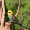 Miniatures Bird Figurines Educational Budgerigar Toy Creative Simulated Budgie Parrot  Kids Room