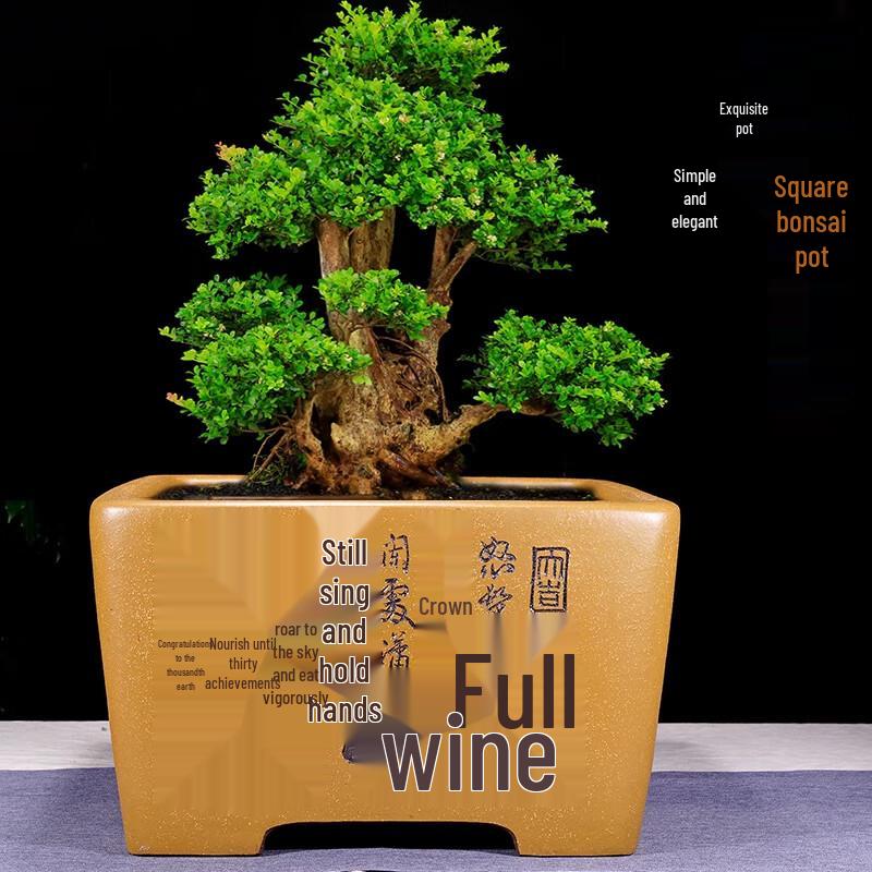 Square Purple Clay Bonsai Pot