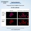 Chando Snow Run Whitening & Spot-Fading Serum