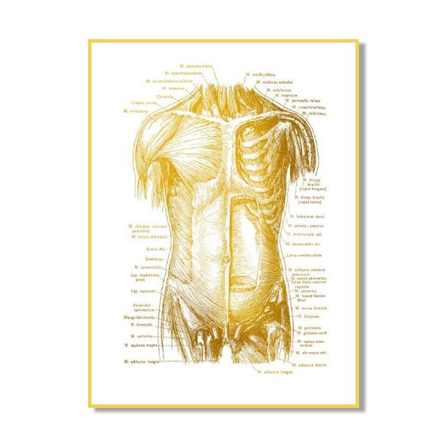 Структура костной ткани органов человека Плакат Золотой скандинавский ретро стиль Картина на холсте Гостиная Настенные художественные принты Современный домашний декор Без рамки