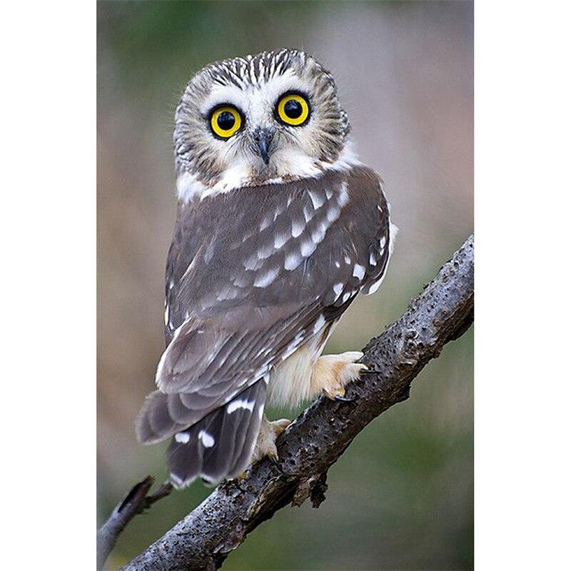 Сова 5D Алмазная картина Полный круглый дрель DIY Алмазная вышивка Крестом Стразы Домашний Декор Подарок